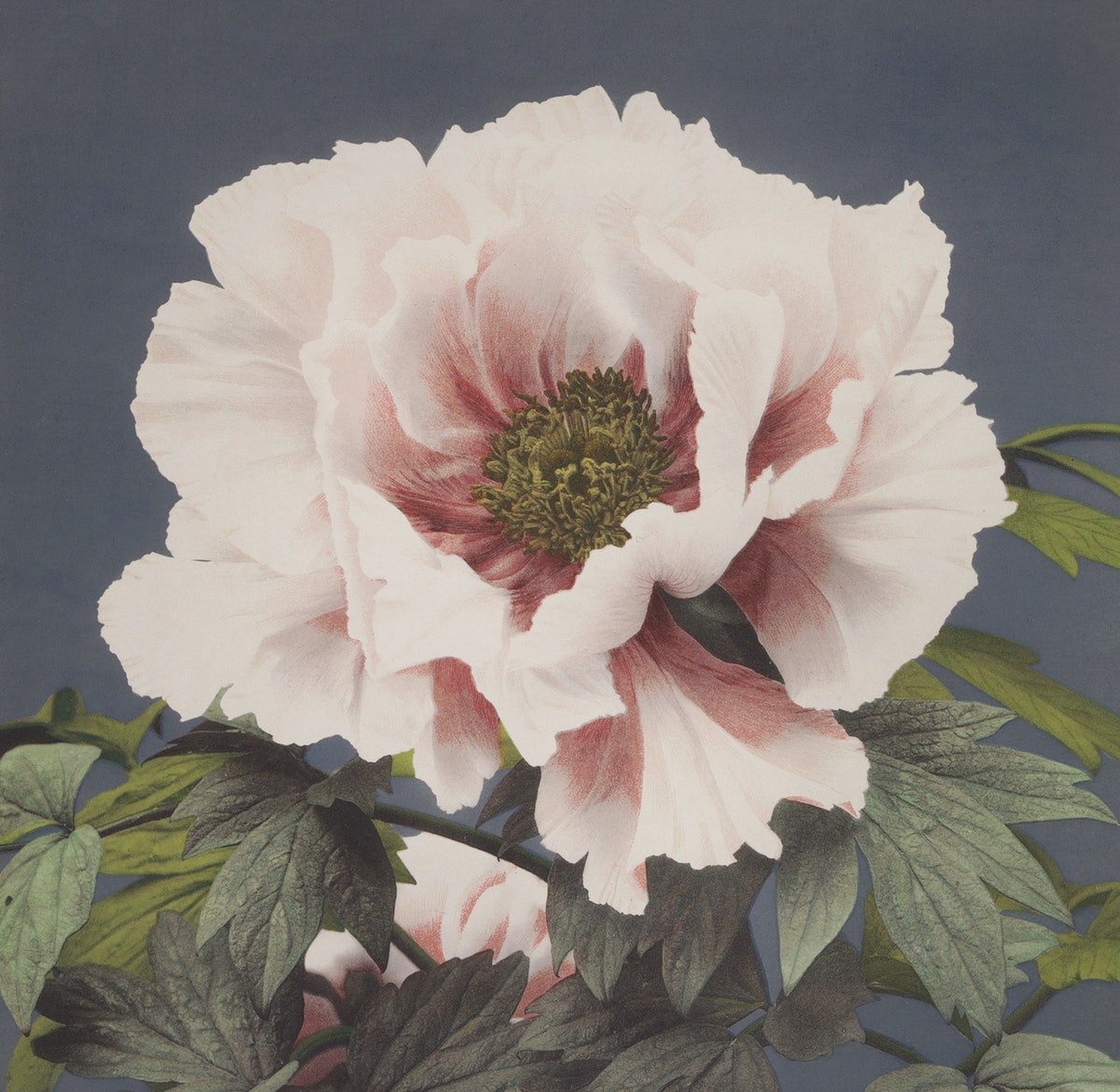 Lydia Zitter